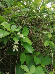 Tabernaemontana amygdalifolia