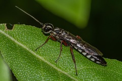 Xiphydria maculata