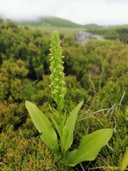 Platanthera pollostantha