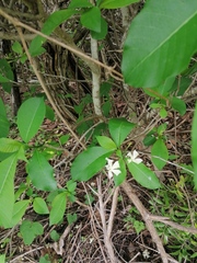 Tabernaemontana amygdalifolia