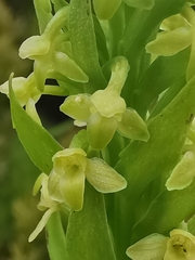 Platanthera pollostantha