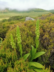 Platanthera pollostantha