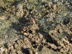 Diapontia uruguayensis