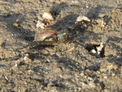 Diapontia uruguayensis