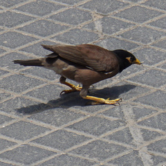 Acridotheres tristis