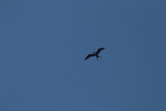 Fregata magnificens rothschildi