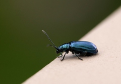Chrysochus cobaltinus