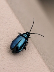 Chrysochus cobaltinus