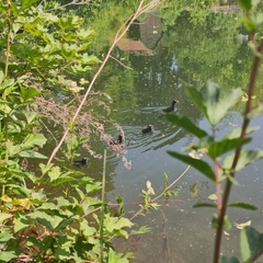 Gallinula chloropus