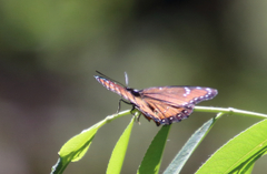 Limenitis archippus obsoleta