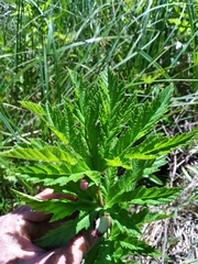Filipendula rubra
