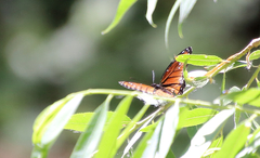 Limenitis archippus obsoleta