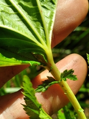 Filipendula rubra