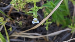 Mecardonia acuminata