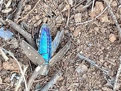 Chrysobothrini