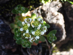 Cochlearia groenlandica