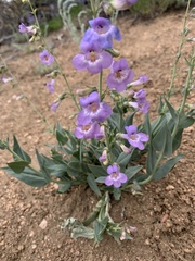 Penstemon secundiflorus
