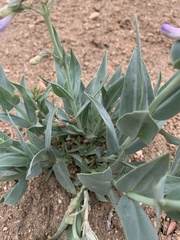 Penstemon secundiflorus