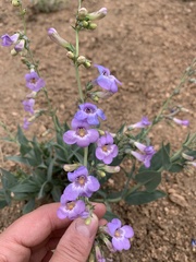 Penstemon secundiflorus