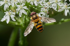 Epistrophe grossulariae