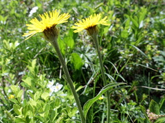 Crepis pontana