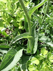 Crepis pontana