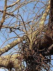 Tillandsia exserta