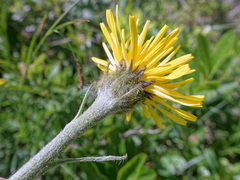 Crepis pontana