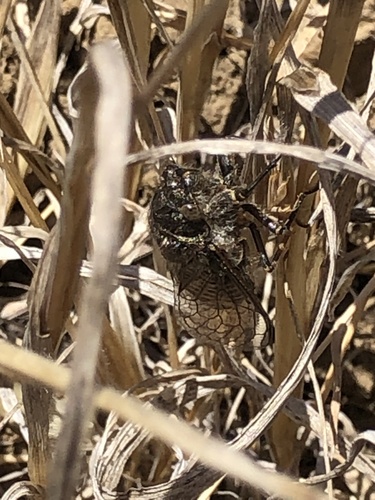 Van Duzee's Cicada photo 2