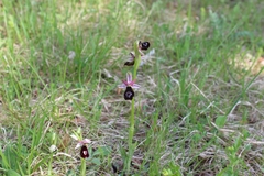 Ophrys bertolonii benacensis