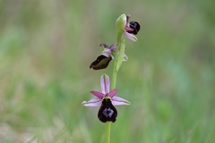 Ophrys bertolonii benacensis