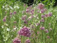 Allium denudatum