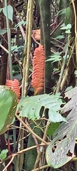 Calathea crotalifera image