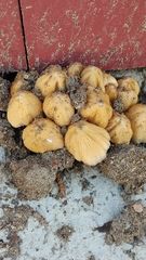 Coprinellus