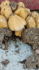 Coprinellus