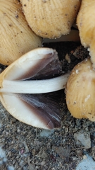 Coprinellus