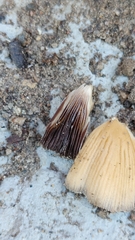 Coprinellus