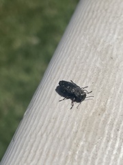 Buprestinae