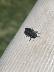 Buprestinae