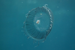 Aequorea forskalea
