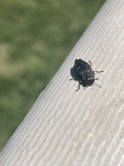Buprestinae