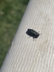 Buprestinae
