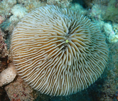 Pleuractis granulosa