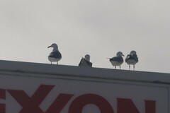 Larus californicus californicus