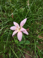 Zephyranthes carinata