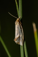 Agapeta