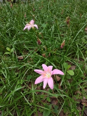 Zephyranthes carinata