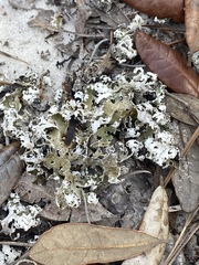 Cladonia prostrata