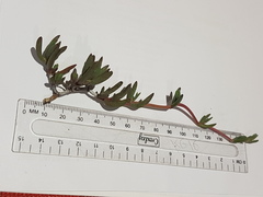 Lampranthus sociorum