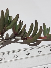 Lampranthus sociorum